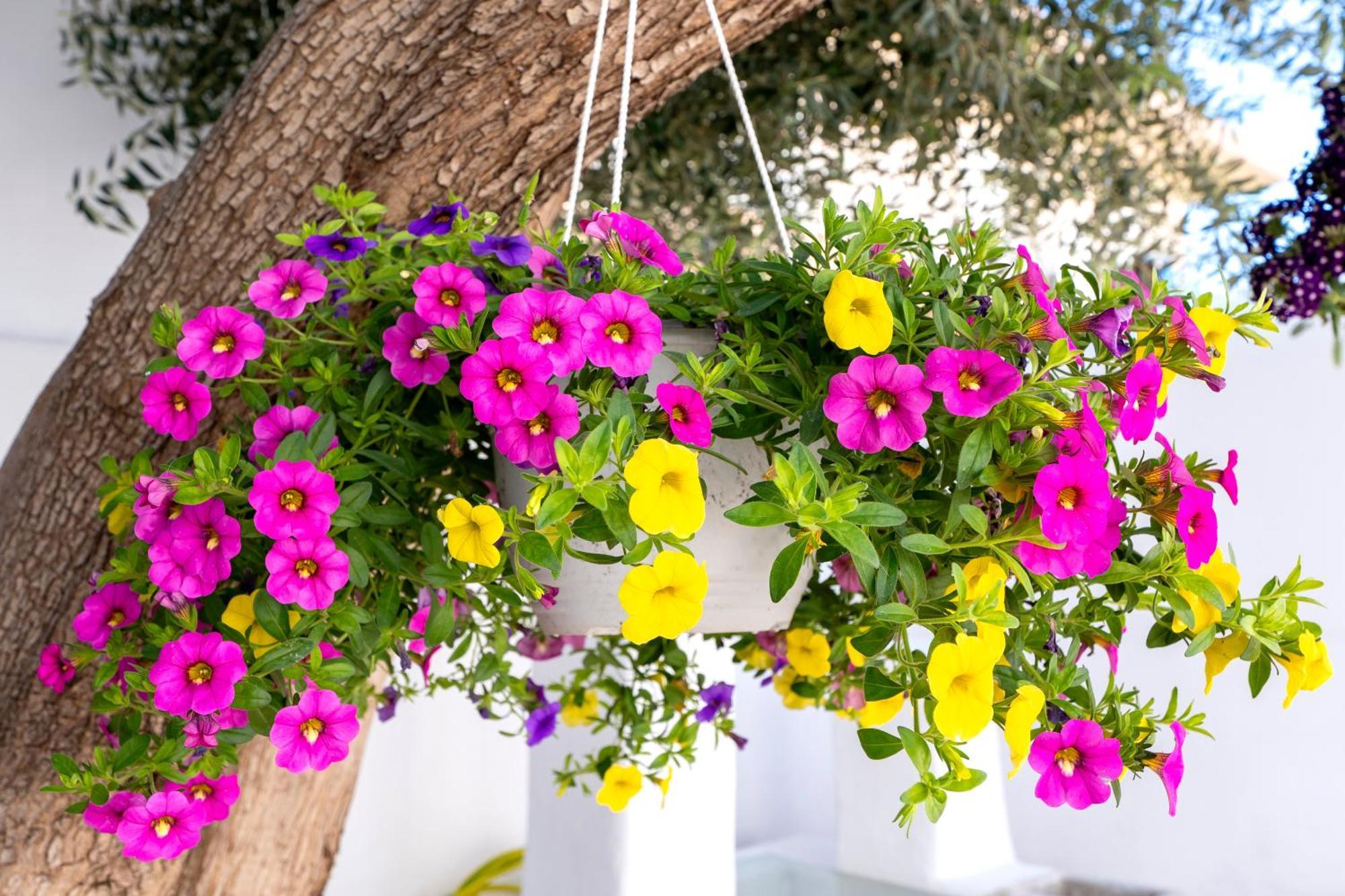 Villa Del Capo Suites Rhodes City Eksteriør bilde