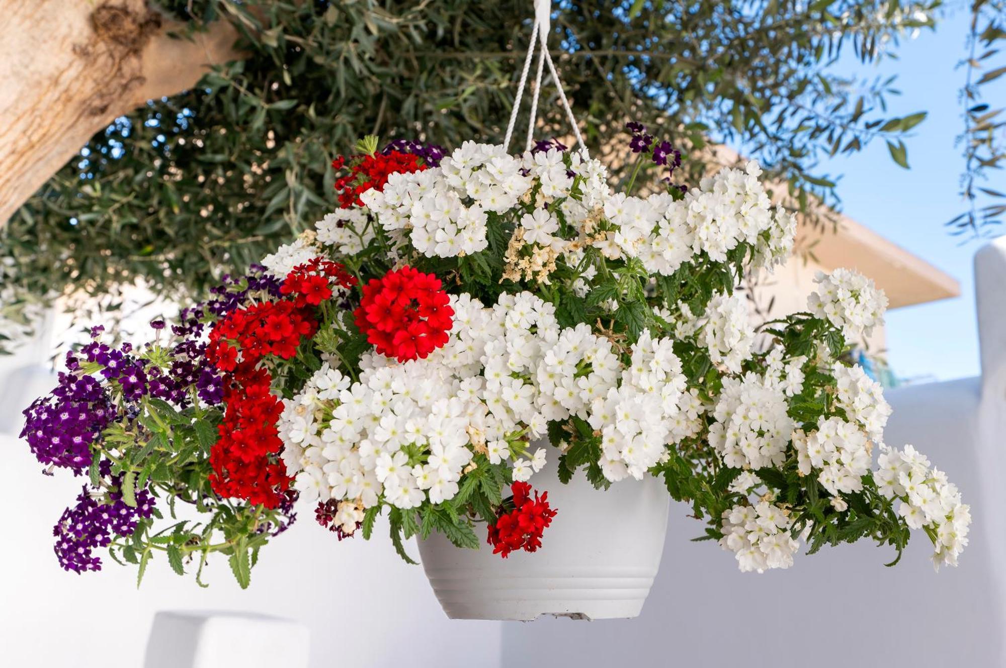 Villa Del Capo Suites Rhodes City Eksteriør bilde