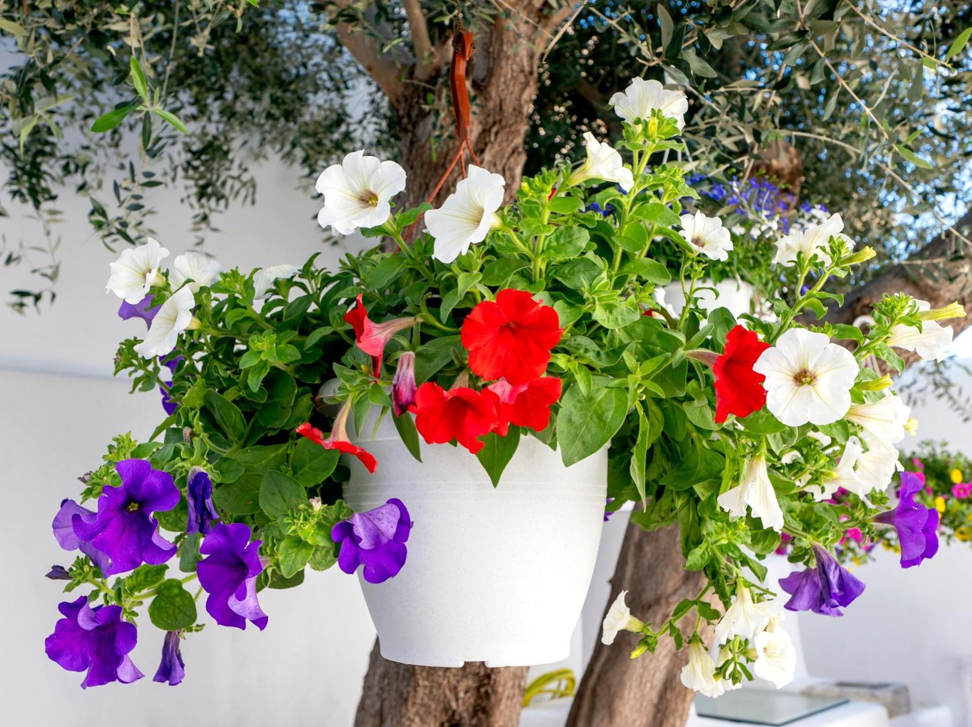 Villa Del Capo Suites Rhodes City Eksteriør bilde